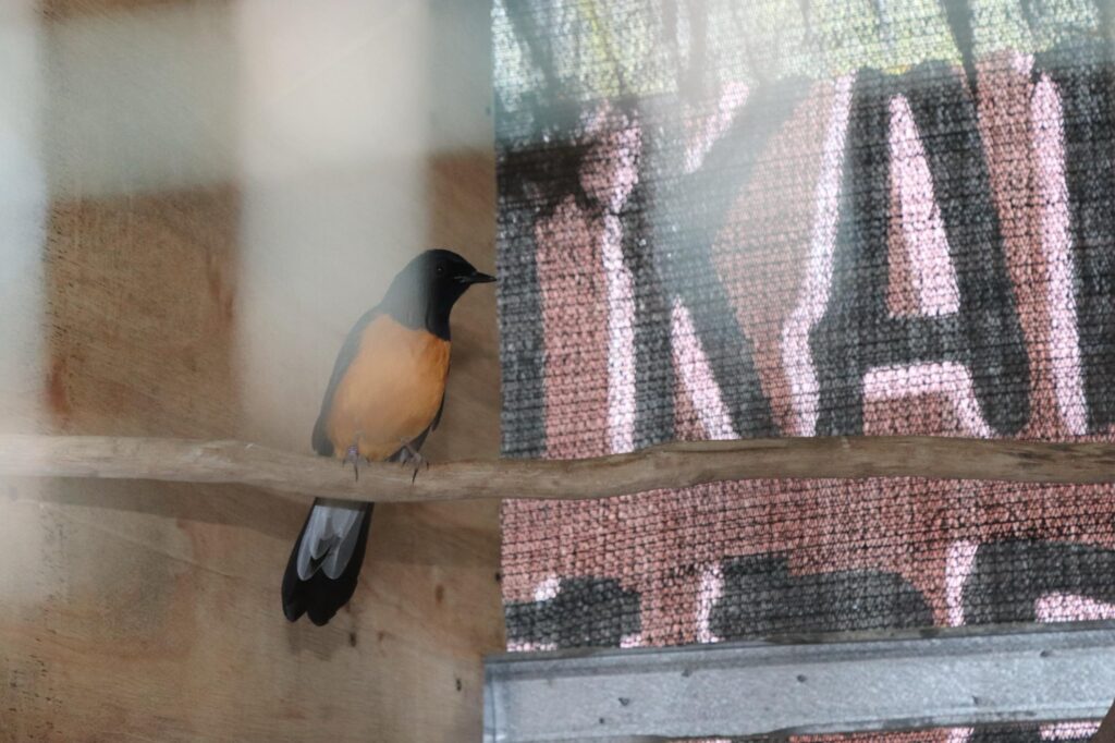 Kalapas Narkotika Karang Intan Cek Langsung Perawatan Burung Murai dan Tanaman Stroberi